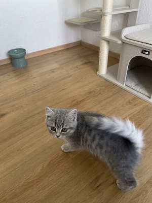2 BKH Kitten abzugeben 