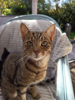 Junger Kater sucht 