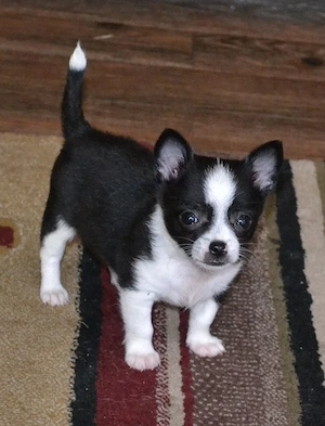 Traumhaftes Chihuahua-Mädchen sucht ein Körbchen auf Lebenszeit