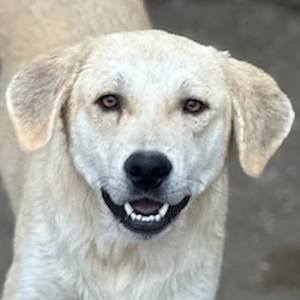 Shaggy, geb. ca. 04 2025, lebt in GRIECHENLAND, im städt. Tierheim Serres