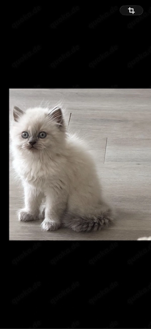 Kitten abzugeben 
