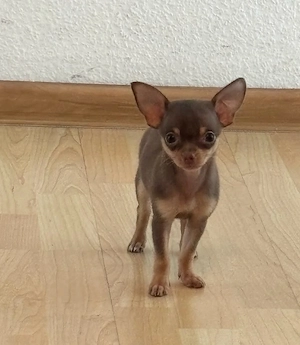 süsse schoko chihuahua wlepe abzuegeben 