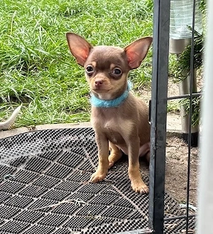 reinrassiege chihuahua welpe hündin sucht ein zuhause auf lebens zeit 