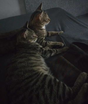 Prinz&Killua suchen noch ein Zuhause