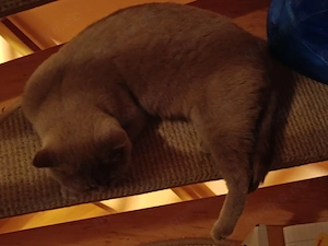 Eine süsse Katze  BKH, in Farbe lilac, 5 Jahre alt ins gute hände. Nichts kastriert.