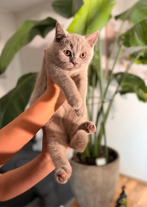   lilac Kitten auszugsbereit
