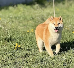 Shiba-Inu-Welpen suchen liebevolle Besitzer