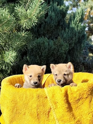 Kleine Shiba-Inu-Welpen warten auf ihre neuen Familien