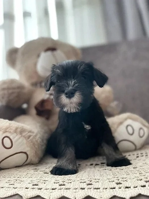 Zwergschnauzer-Welpen suchen ihre neuen Familien