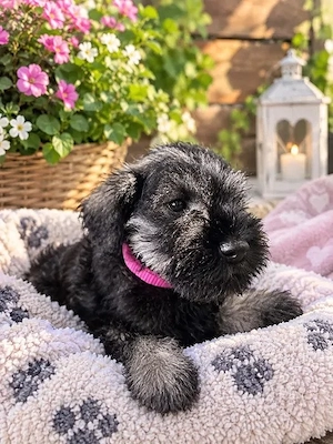 Kleine Zwergschnauzer möchten ihre zukünftigen Besitzer kennenlernen