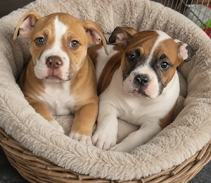 Old English Bulldog Welpen