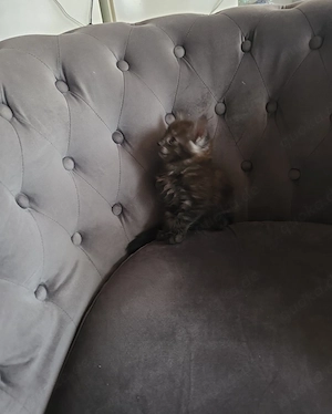 Maine Coon
