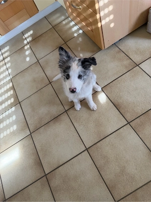 australien sherperd bordercolli mix