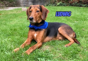 Ludwig, 12 20 - treuer Bracken-Herr sucht 2te Chance
