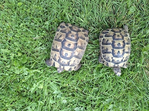 Maurische Landschildkröte zu verkaufen 