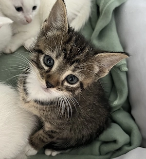 Katzen Baby Kätzchen in liebevolle Hände abzugeben getigert Kater