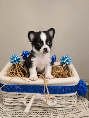 Dringend liebevolles Zuhause für junge Chihuahua-Hündin gesucht