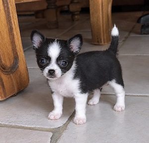 Wunderschönes Chihuahua-Mädchen sucht verantwortungsvolle Hände