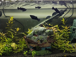 Black Molly Babys abzugeben