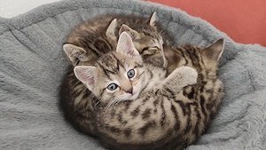 Britisch-Kurzhaar-Tiger-Mix   1 Weibchen & 2 Kater     Menschenbezogen Und Verspielt   