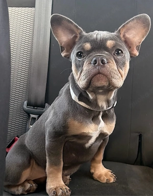 französische bulldogge welpe 