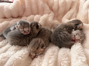 5 wunderschöne reinrassige bkh kitten 