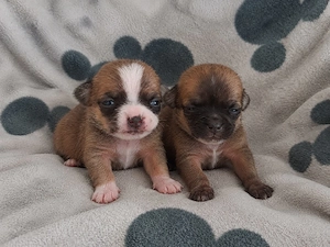  4 chihuahua. mädchen 