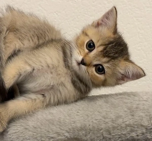Abgabebereit Wundervoller BKH Kitten abzugeben Bild 3