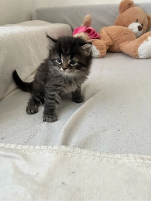 baby katze