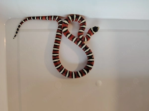 1,1 Berg-Königsnatter Lampropeltis pyromelana NZ26
