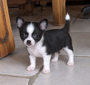 Bezaubernde Chihuahua-Hündin sucht ein liebevolles Körbchen