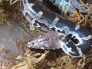 Sumatra-Kurzschwanzpython