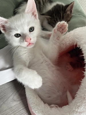 Katzen Baby Kätzchen in liebevolle Hände abzugeben weiß Kater
