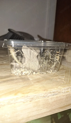 Sub-Adult Wüstenheuschrecken ca. 13 Stück
