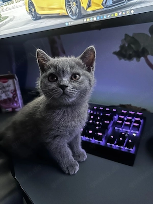 BKH Kitten 