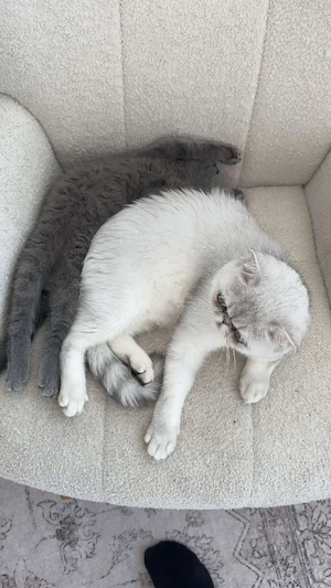 2 Katzen zu verkaufen BKH Kätzchen, Exotic Shorthair Kater