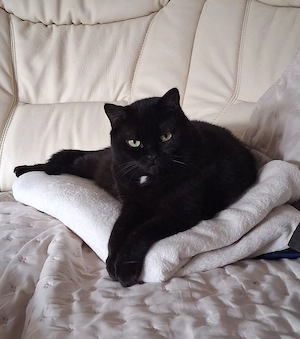 Katze Maja abzugeben