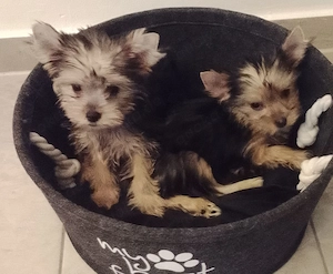 Yorkshiere Terrier 