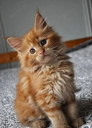 Gut erzogene und intelligente Maine-Coon-Kätzchen