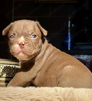 Premium Französische Bulldoggen Welpen aus promovierter Zucht 