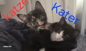 4 Kitten zu verkaufen 