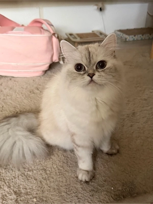 British Longhair katze