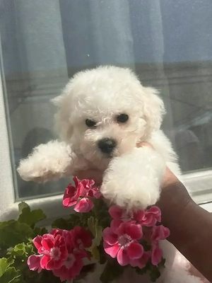 Bichon Frisé   bezauberndes Rüde & süße Hündin suchen liebevolles Zuhause 