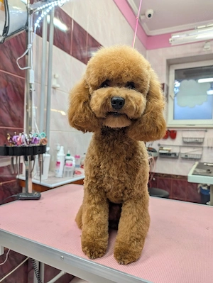 Der sympathische rote Cockapoo
