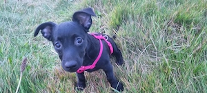Hope ist eine junge Pinscher-Jack-Russell-Mix-Hündin, die gemeinsam mit ihrer Schwester Nova bei mir