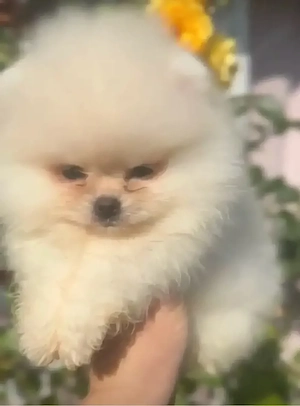 Wunderschöne Pomeranian-Hündin Chanel sucht ihr Zuhause auf Lebenszeit