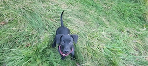 Nova   kleine Pinscher-Jack-Russell-Mix-Hündin sucht liebevolles Zuhause