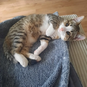 Hübsches Kitten Katerchen sucht liebevolles Zuhause 