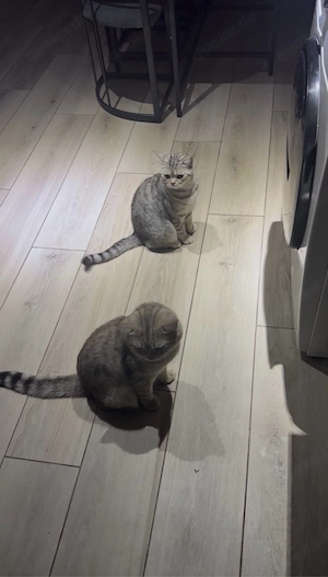 Liebe BKH-Katze sucht ein neues Zuhause     