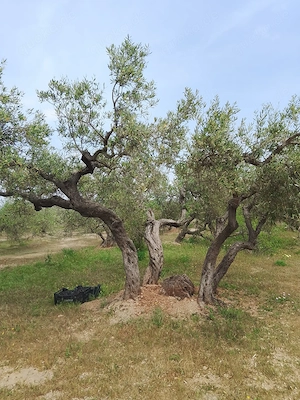 Finca in Spanien " Naturschutzgeiet"mit Oiliven und Mandelbäume und kleines Haus mit Solaranlage.  Bild 2